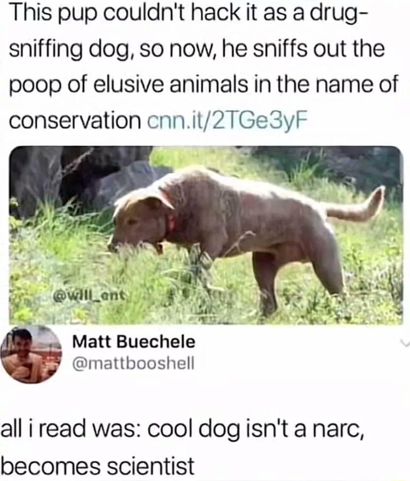 This pup couldnt hack it as a drug sniffing dog so now he sniffs out the poop of elusive animals in the name of conservation cnnit2TGe3yF J A g WlL_ant S 25 Matt Buechele mattbooshell all i read was cool dogisnt a narc becomes scientist
