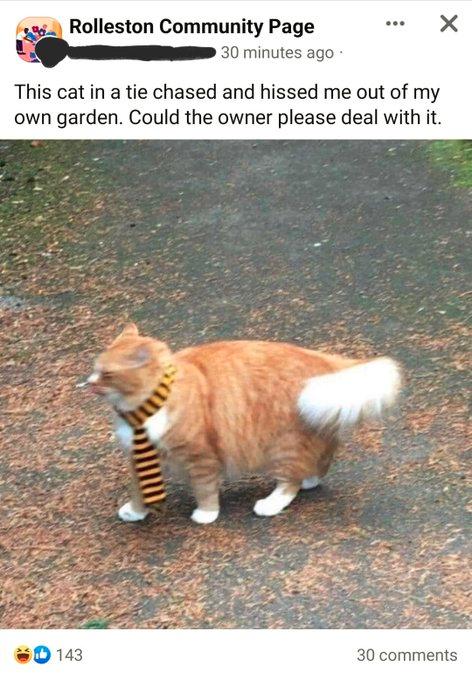 Rolleston Community Page X 30 minutes ago This cat in a tie chased and hissed me out of my own garden Could the owner please deal with it 0143 30 comments