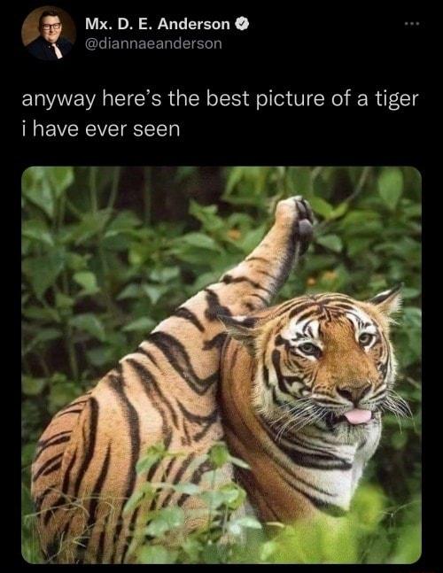 Mx D E Anderson diannaeanderson anyway heres the best picture of a tiger EVCRCVEIg D