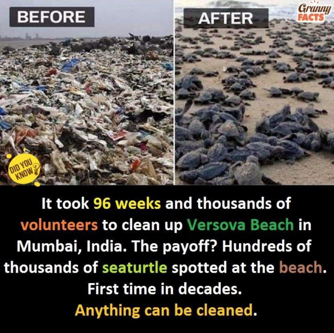 Granny It took 96 weeks and thousands of volunteers to clean up Versova Beach in Mumbai India The payoff Hundreds of thousands of seaturtle spotted at the beach First time in decades