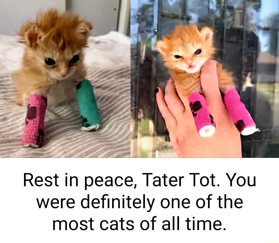 Rest in peace Tater Tot You were definitely one of the most cats of all time