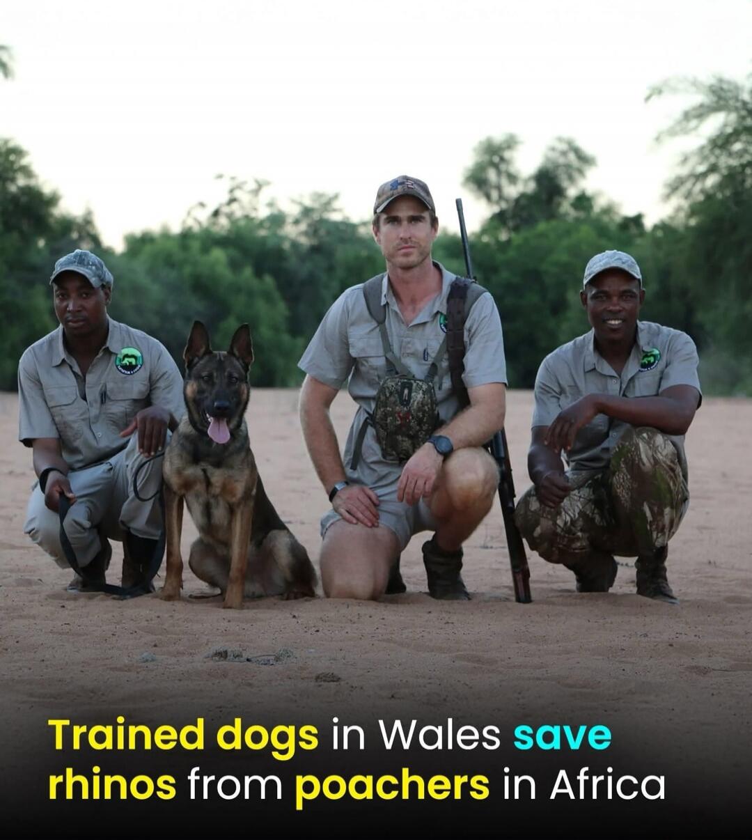 Trained dogs in Wales save rhinos from poachers in Africa