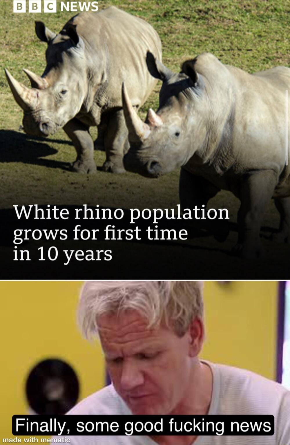 White rhino population grows for first time in 10 years b E A Finally some good fucking news mmmu