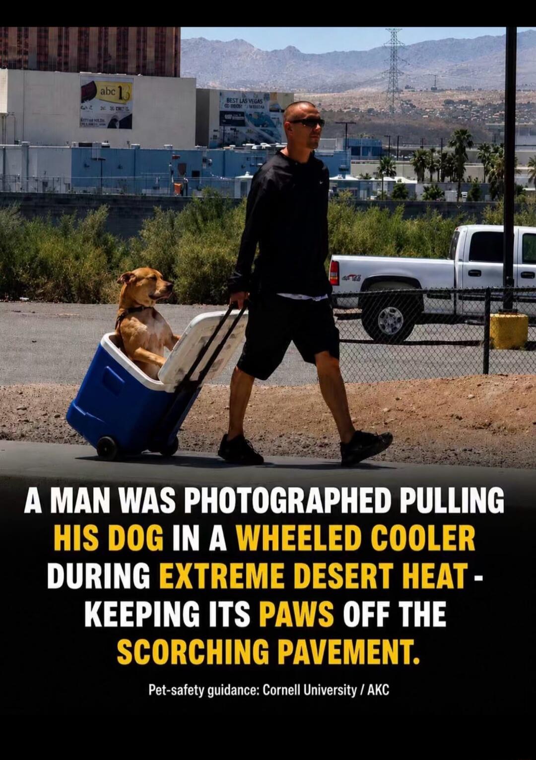 A man was photographed pulling his dog in a wheeled cooler during extreme desert heat - keeping its paws off the scorching pavement. Pet-safety guidance: Cornell University / AKC. Also visible: abc 13, Best Las Vegas.