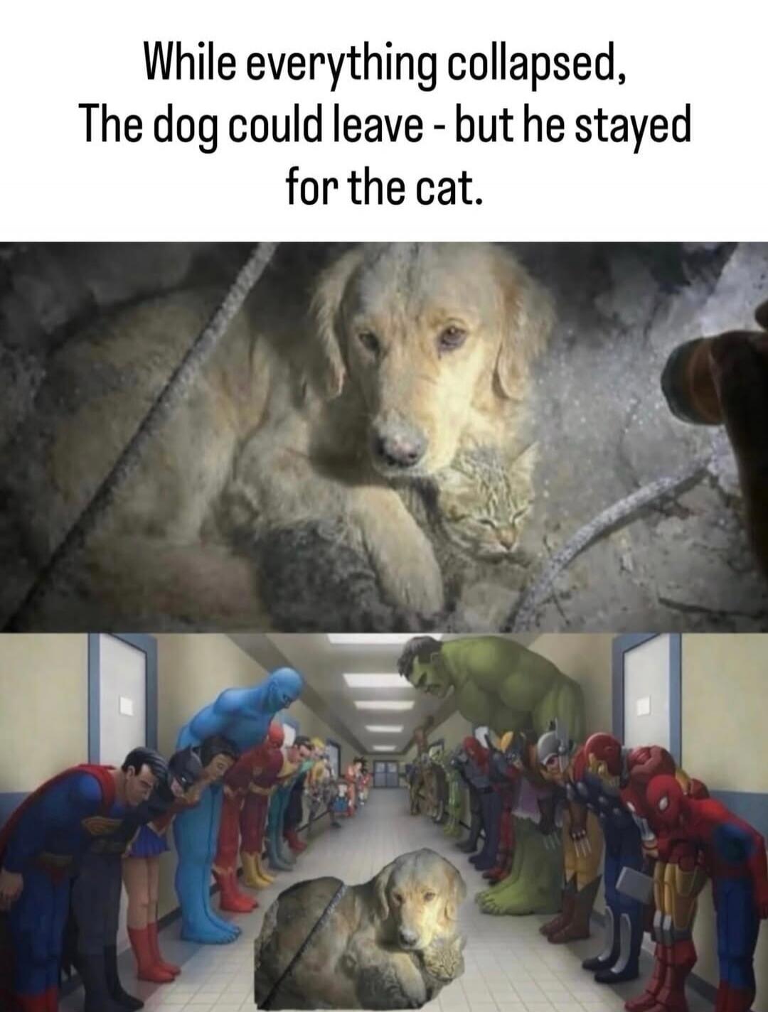While everything collapsed, The dog could leave - but he stayed for the cat.