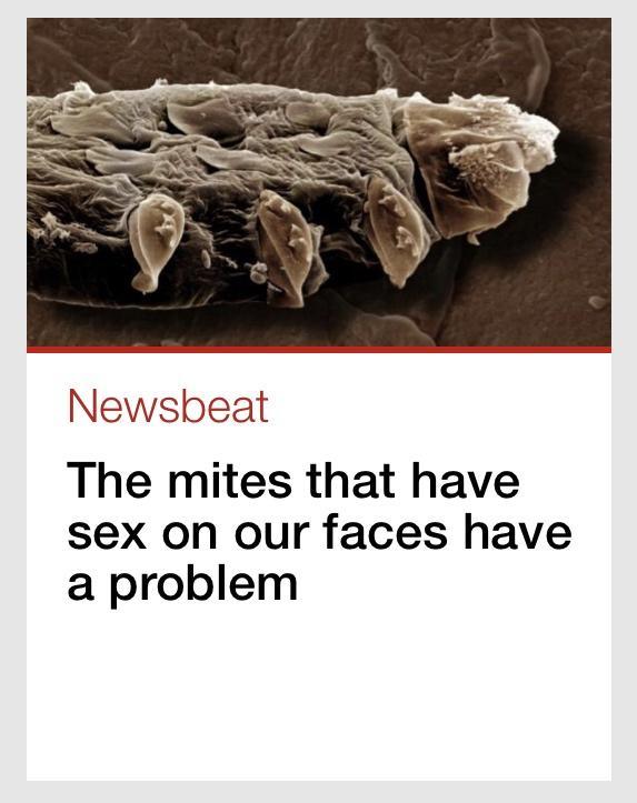 Newsbeat The mites that have sex on our faces have a problem