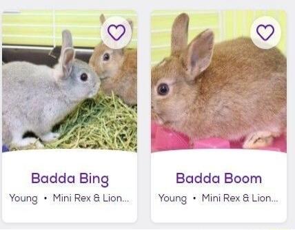 Badda Bing Badda Boom Young MiniRexLion Young MiniRex Lion