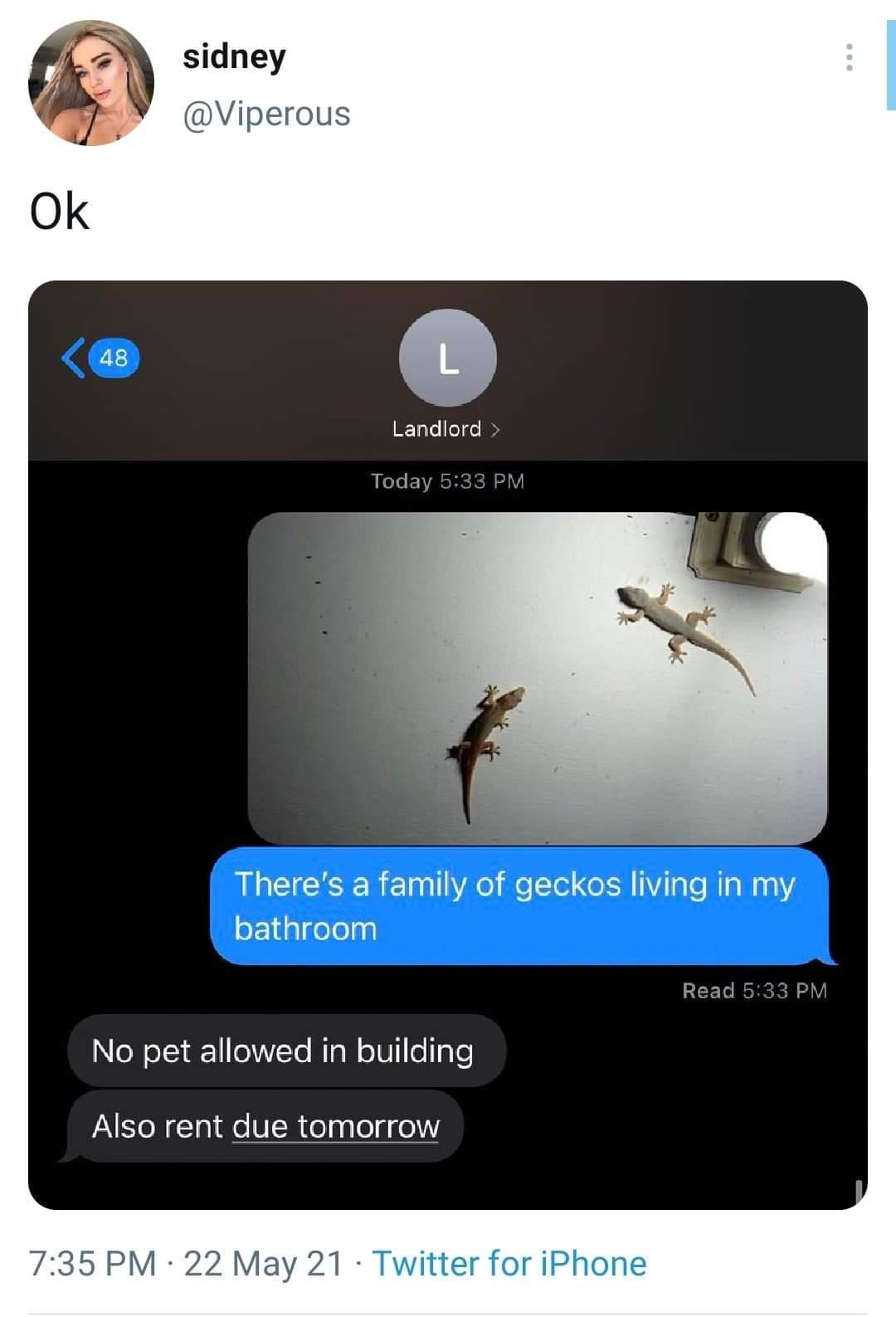 6 sidney Viperous Landlord Today 533 PM Theres a family of geckos living in my bathroom N oNolY a1 olNYTo Mg Wo1 olTgTe Pt N la1 e VR el g o a o 735 PM 22 May 21 Twitter for iPhone