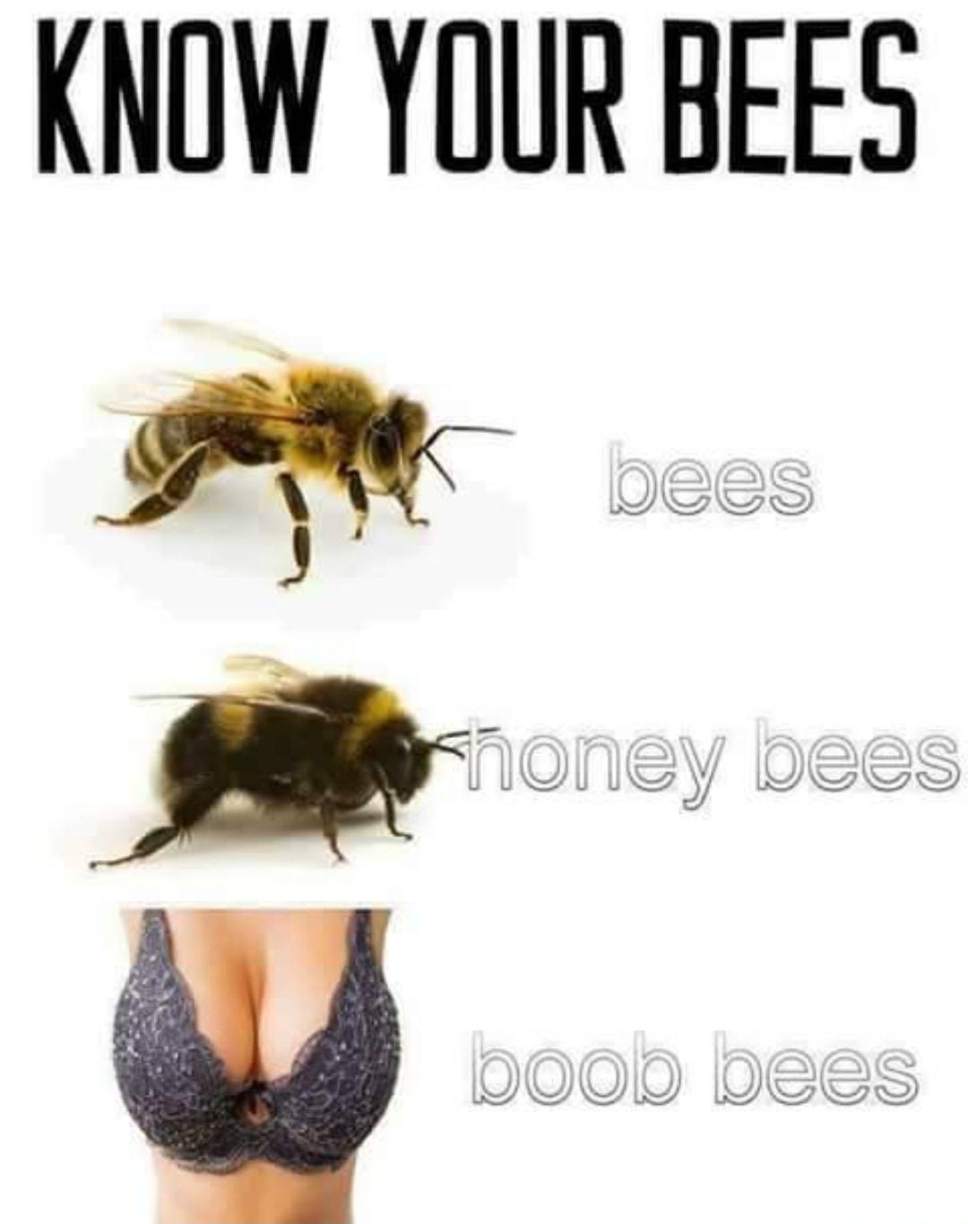 KNOW YOUR BEES