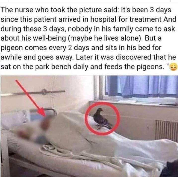 The nurse who took the picture said Its been 3 days since this patient arrived in hospital for treatment And during these 3 days nobody in his family came to ask about his well being maybe he lives alone But a pigeon comes every 2 days and sits in his bed for awhile and goes away Later it was discovered that he sat on the park bench daily and feeds the pigeons