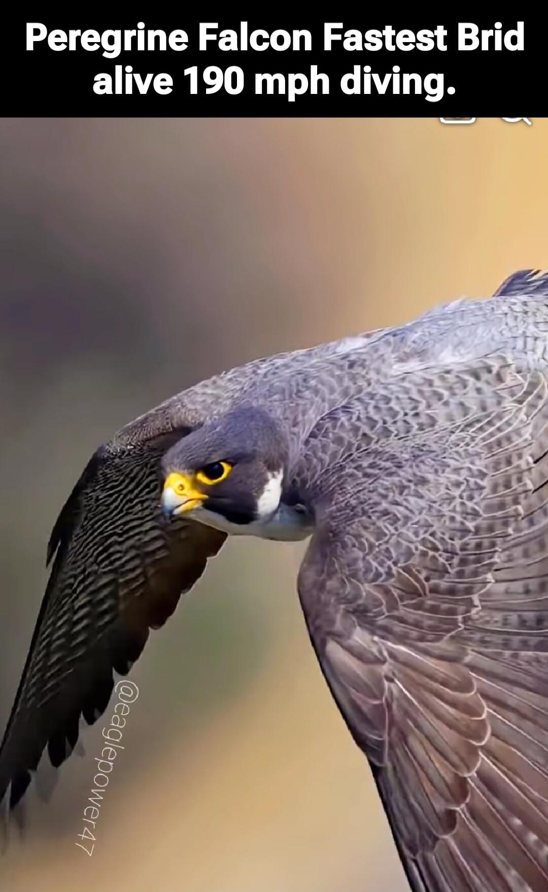 Peregrine Falcon Fastest Brid alive 190 mph diving.