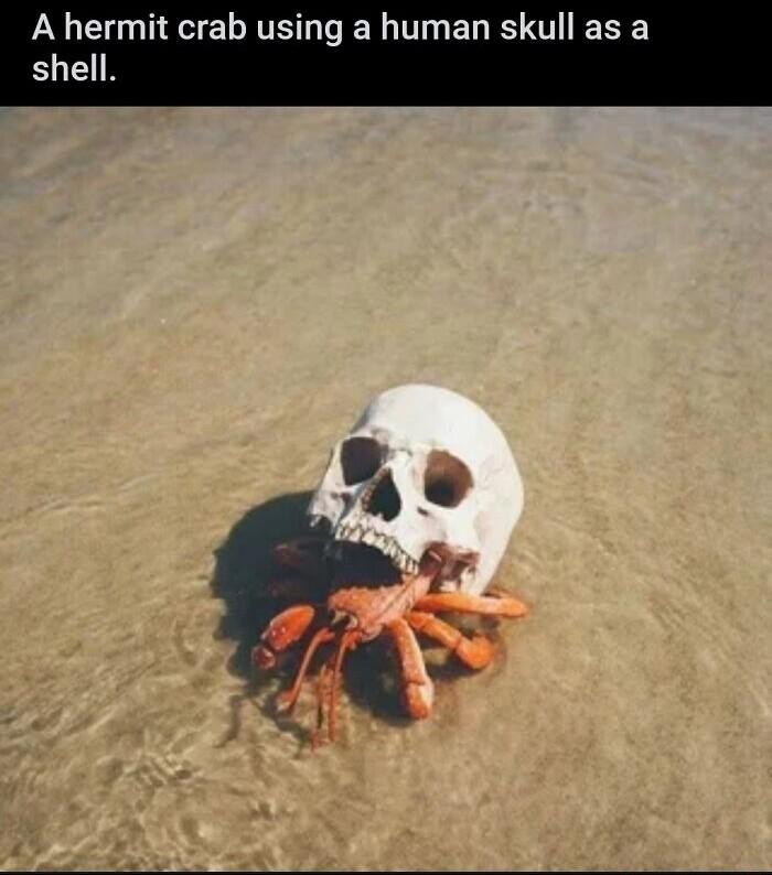 A hermit crab using a human skull as a shell
