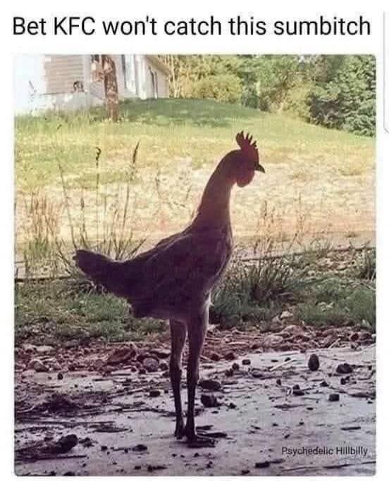 Bet KFC won't catch this sumbitch Psychedelic Hillbilly