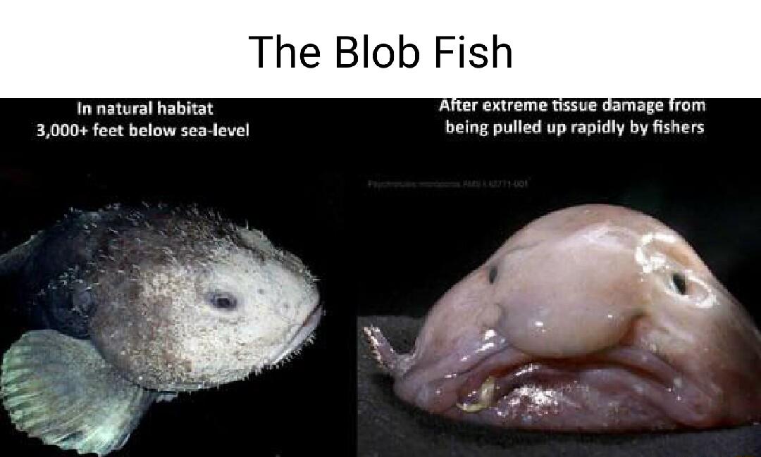 The Blob Fish 3001 feet below sea evel being pulled up rapicly by ishers