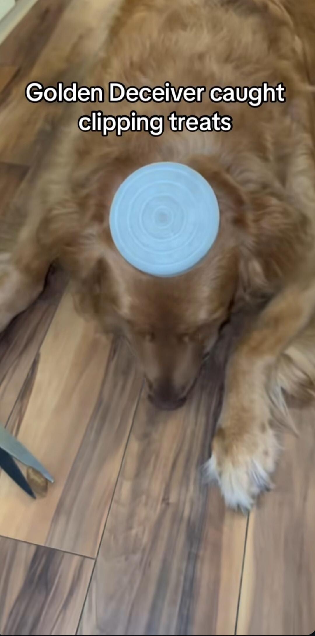 Golden Deceiver caught clipping treats