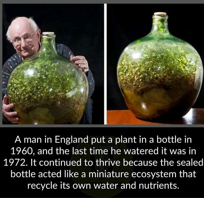 A man in England put a plant in a bottle in 1960 and the last time he watered it was in 1972 It continued to thrive because the sealed bottle acted like a miniature ecosystem that recycle its own water and nutrients