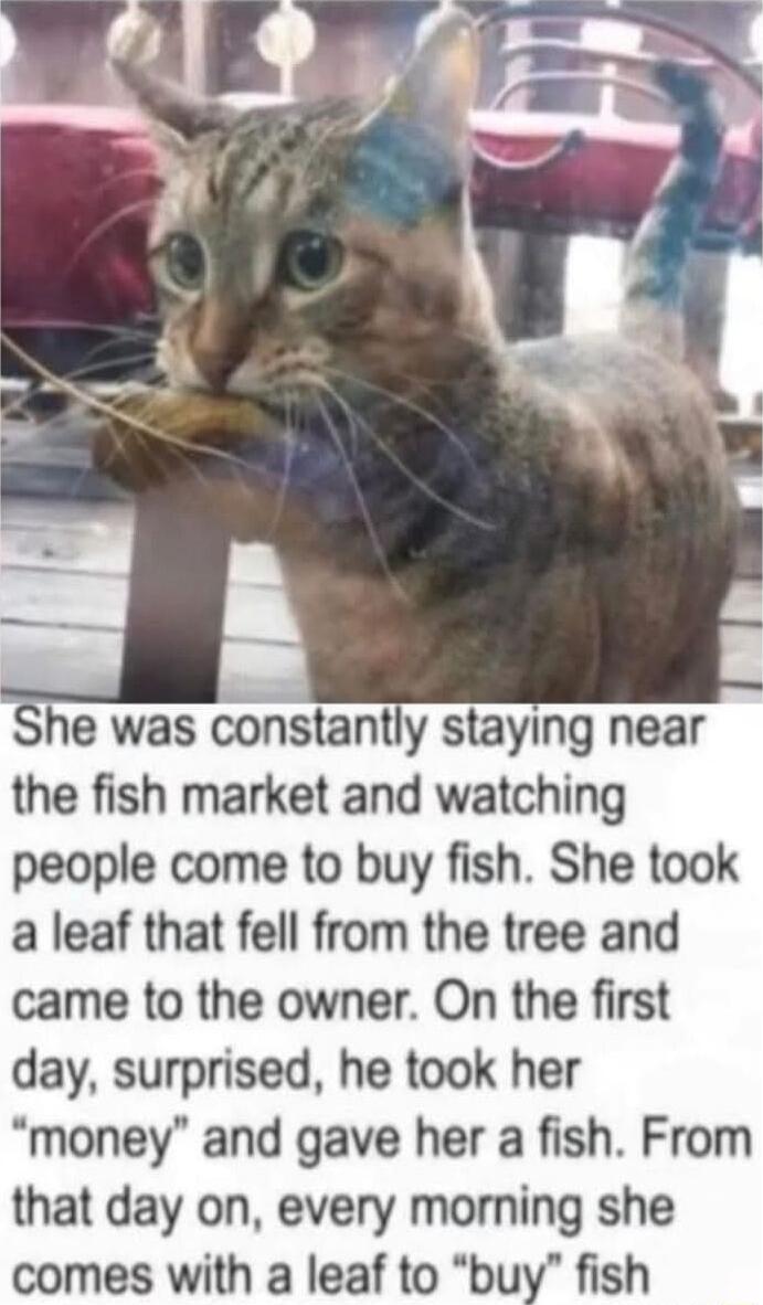 the fish market and watching people come to buy fish She took a leaf that fell from the tree and came to the owner On the first day surprised he took her money and gave her a fish From that day on every morning she comes with a leaf to buy fish