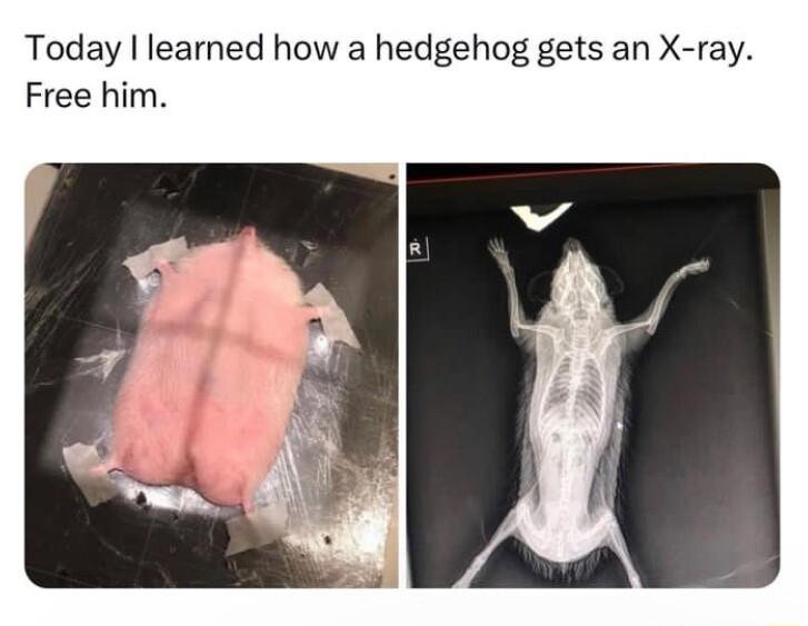 Today learned how a hedgehog gets an X ray Free him