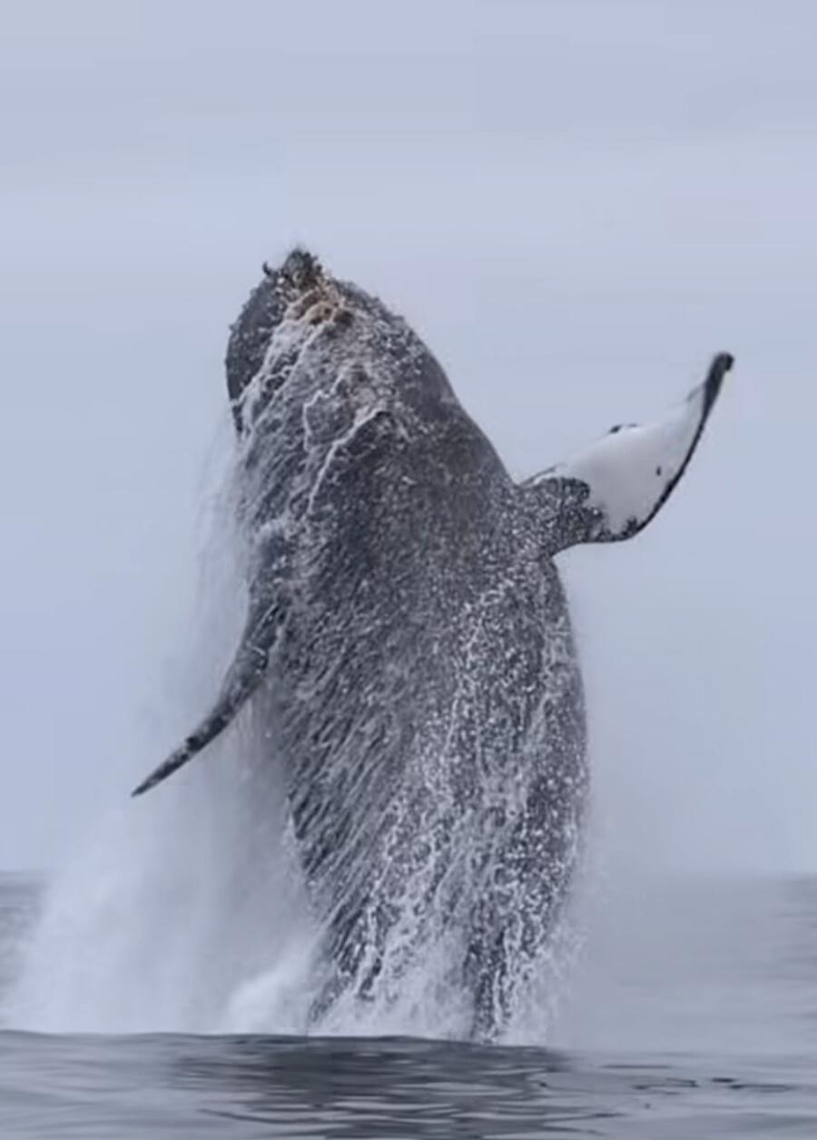 A whale is breaching the surface of the ocean, tail and pectoral fins visible as spray shoots upward.