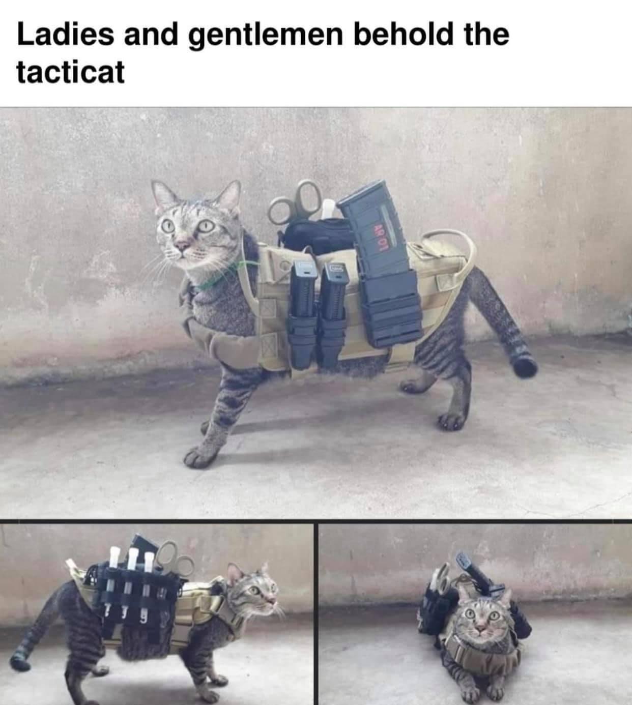 Ladies and gentlemen behold the tacticat