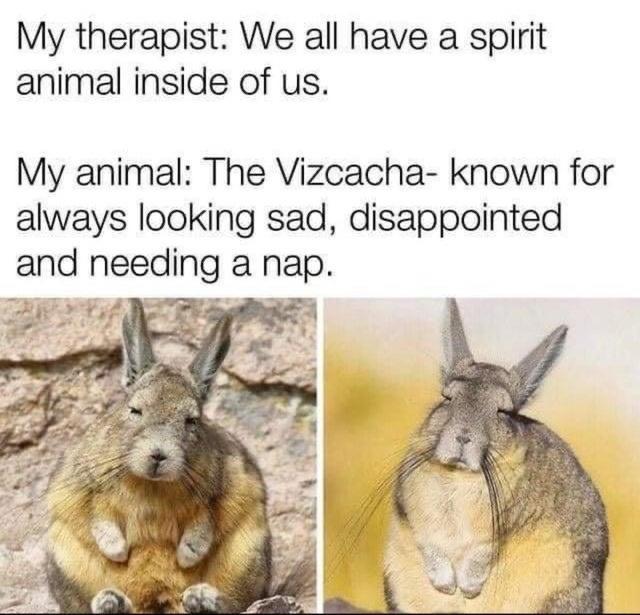 My therapist We all have a spirit animal inside of us My animal The Vizcacha known for always looking sad disappointed and needmg a nap