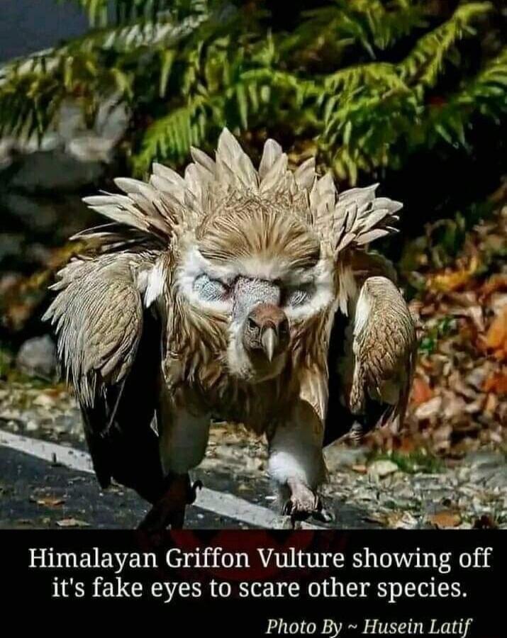Tl i S Himalayan Griffon Vulture showing off its fake eyes to scare other species Photo By Husein Latif