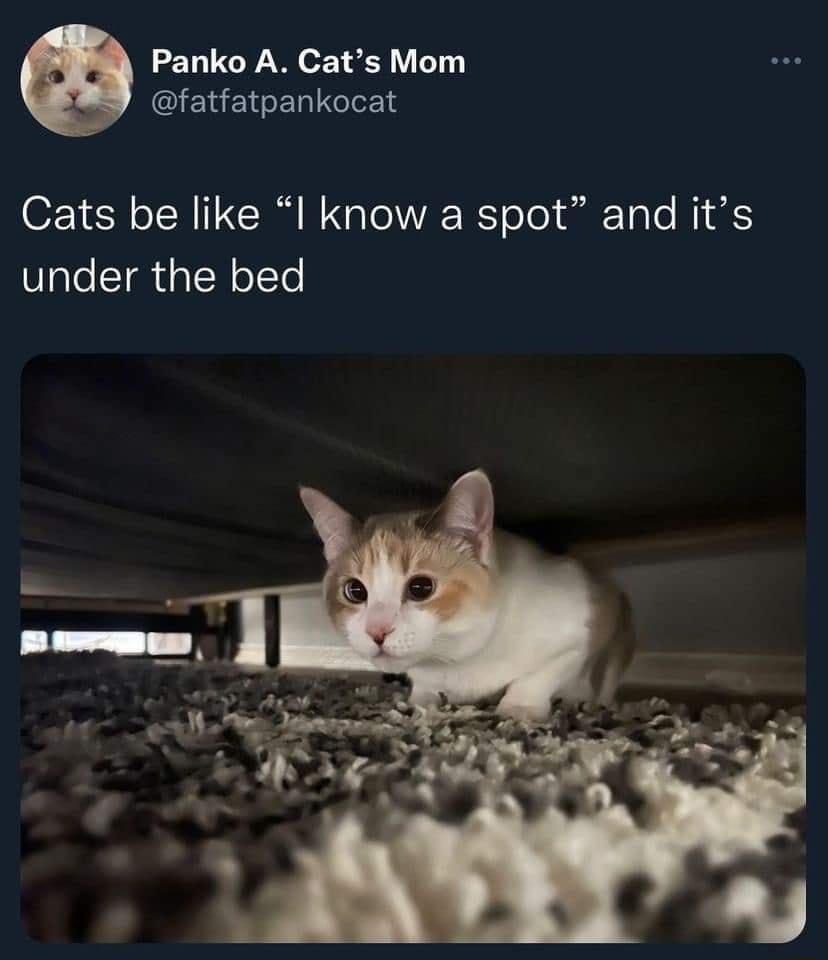Panko A Cats Mom CIERENERIGIET 01 SRR CR NGRS el TaTe i Y under the bed