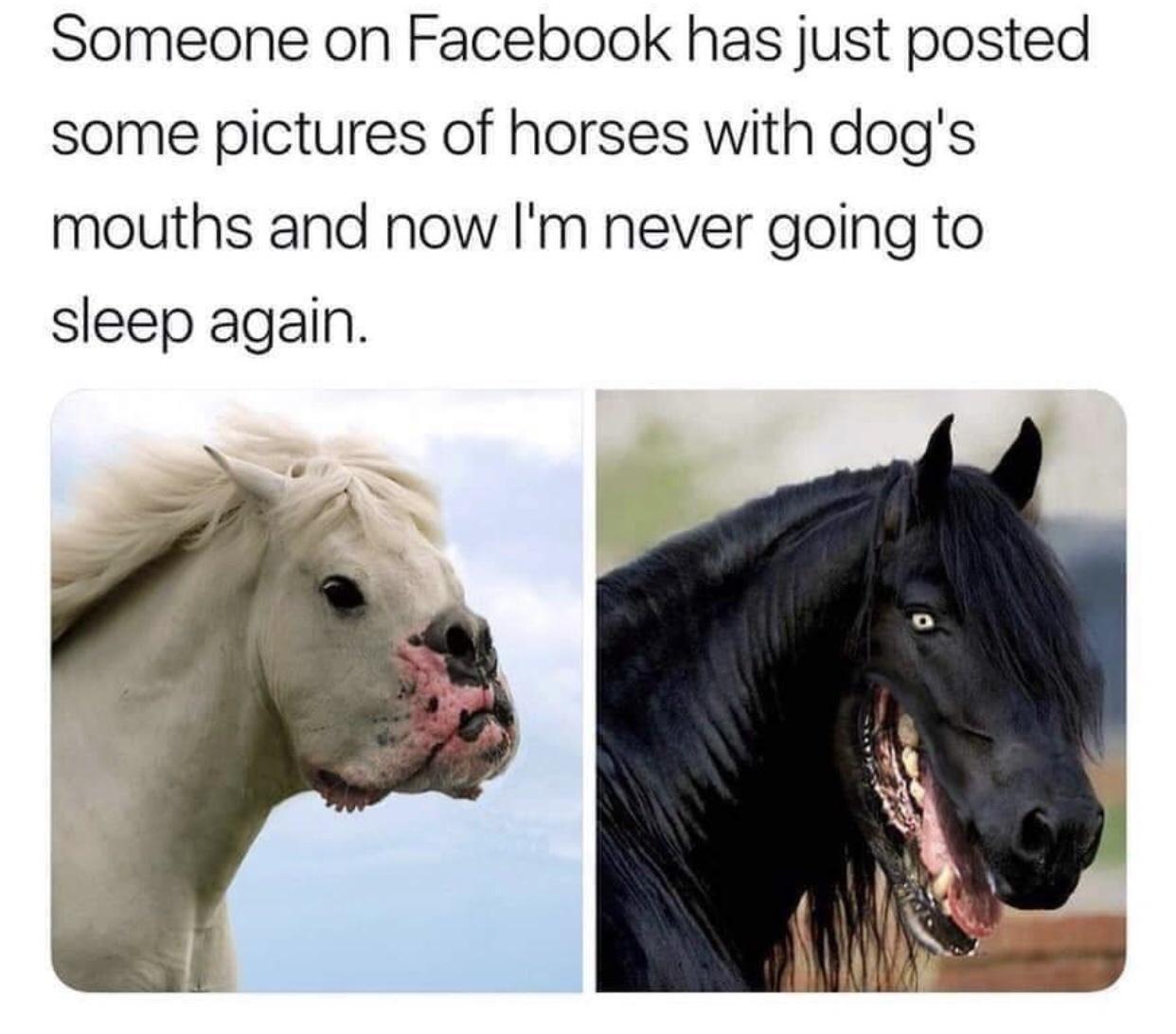 Someone on Facebook has just posted some pictures of horses with dogs mouths and now Im never going to sleep again