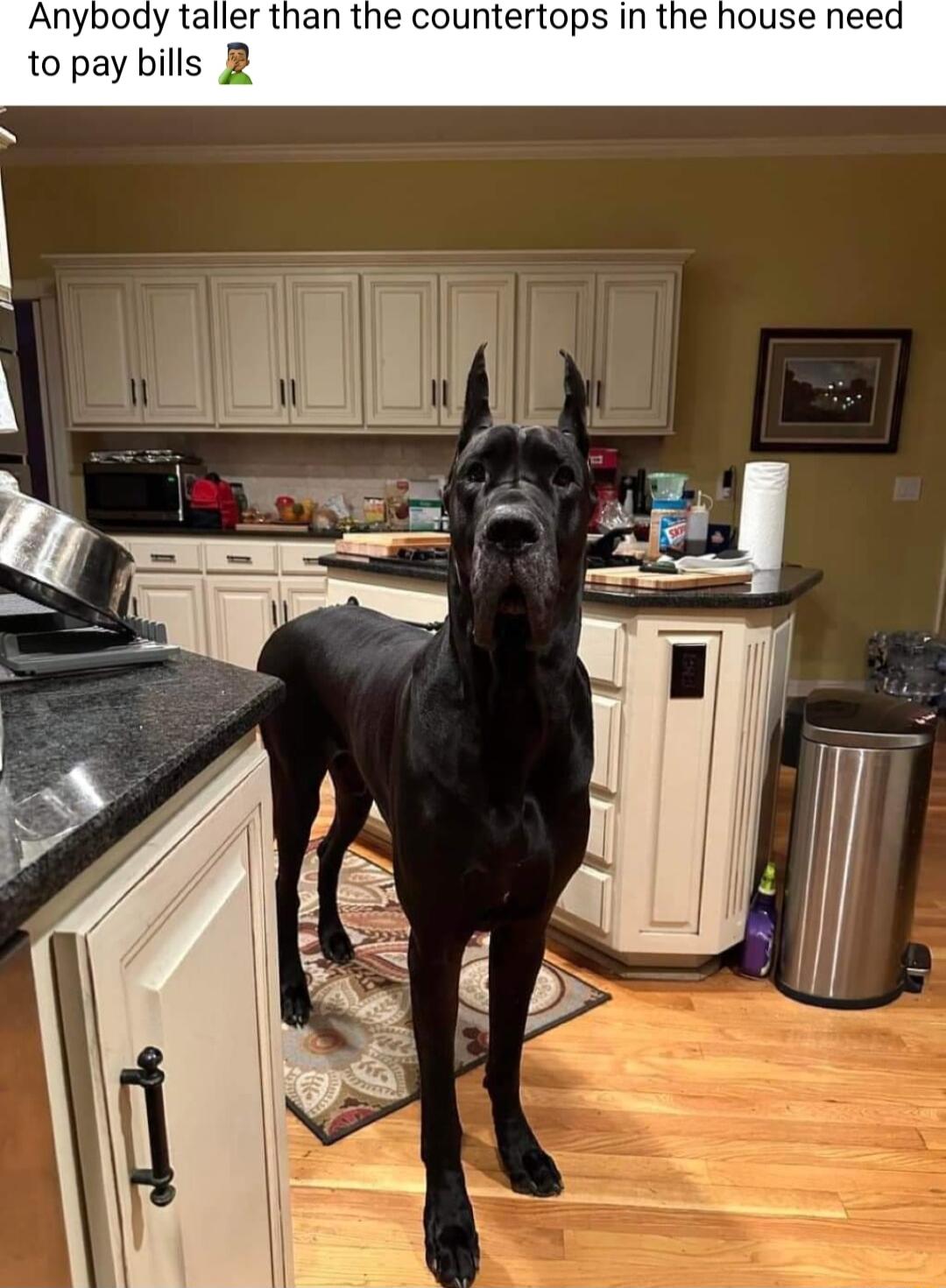 Anybody taller than the countertops in the house need to pay bills B