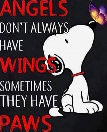 ANGELS DON'T ALWAYS HAVE WINGS SOMETIMES THEY HAVE PAWS
