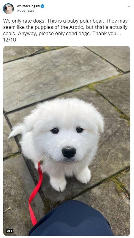 0 WeRateDog We only rate dogs This is a baby polar bear They may seem like the puppies of the Arctic but thats actually seals Anyway please only send dogs Thank you 1210