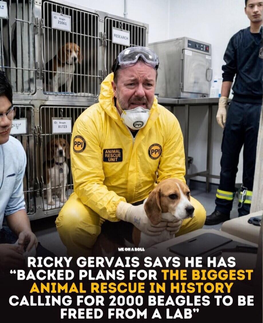 ID: Beagle 21061. RESEARCH. ID: Beagle 81723. ANIMAL RESCUE UNIT. PPI. WE ON A ROLL. RICKY GERVAIS SAYS HE HAS BACKED PLANS FOR THE BIGGEST ANIMAL RESCUE IN HISTORY CALLING FOR 2000 BEAGLES TO BE FREED FROM A LAB.
