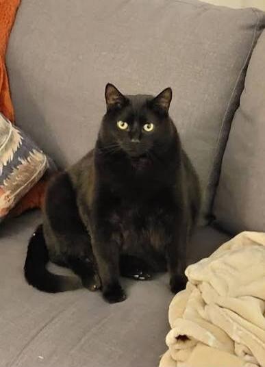 Black cat sitting on a gray couch.