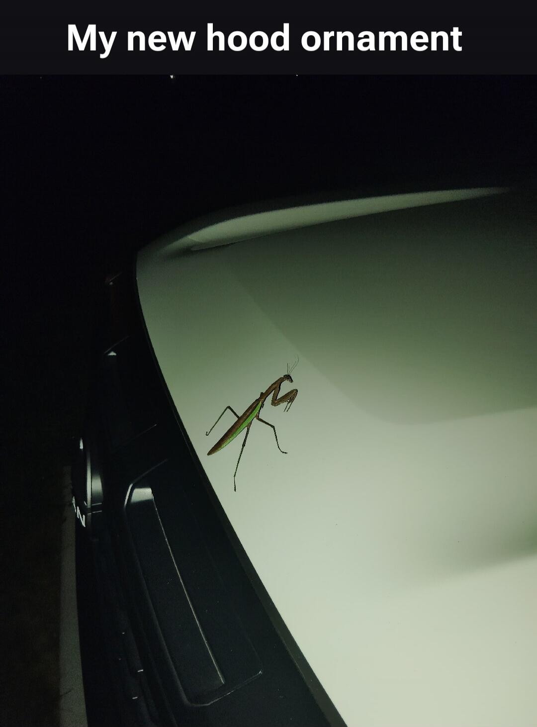 My new hood ornament