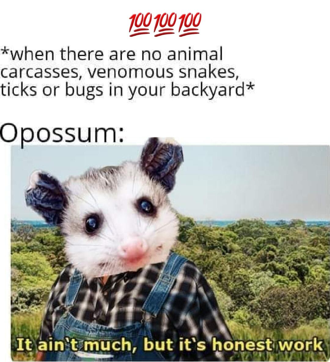 199790790 when there are no animal carcasses venomous snakes ticks or bugs in your backyard Opossum T It aintmuch but itshonestwork Ly l