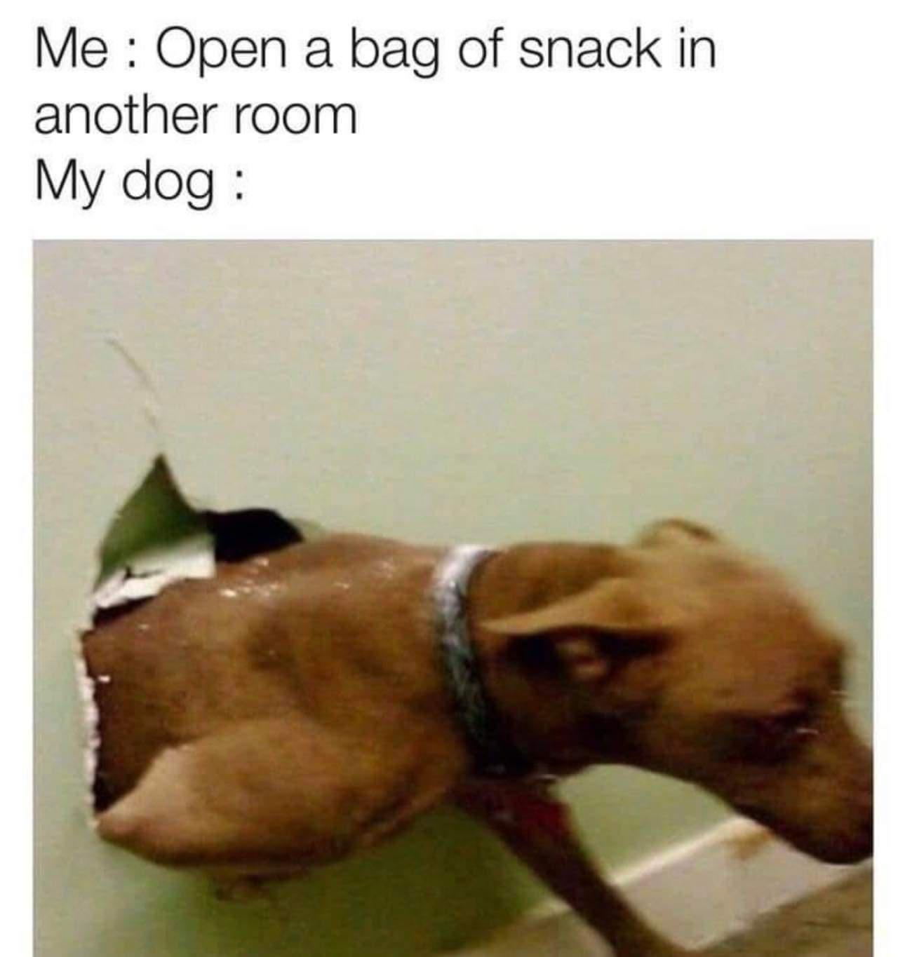 Me Open a bag of snack in another room My dog