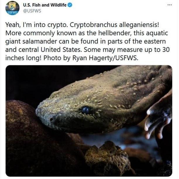 Yeah Im into crypto Cryptobranchus alleganiensis More commonly known as the hellbender this aquatic giant salamander can be found in parts of the eastern and central United States Some may measure up to 30 inches long Photo by Ryan HagertyUSFWS