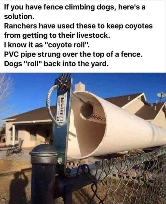 If you have fence climbing dogs heres a solution Ranchers have used these to keep coyotes from getting to their livestock I know it as coyote roll PVC pipe strung over the top of a fence Dogs roll back into the yard