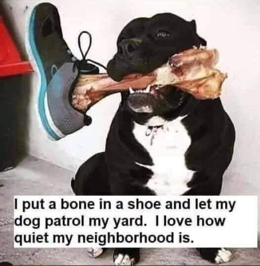 put a bone in a shoe and let my dog patrol my yard love how uiet my neighborhood s J