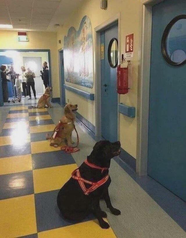 Three dogs wearing bandanas sitting in a hallway of a building, with leashes on. In the background, a few people stand near the end of the corridor. The walls are light blue, and there are doors with round windows along the right side.
