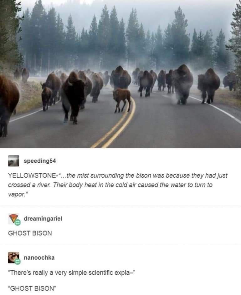 speeding54 YELLOWSTONE the mist surrounding the bison was because they had just crossed a river Their body heat in the cold air caused the water to turn to vapor dreamingariel GHOST BISON nanoochka Theres really a very simple scientific expla GHOST BISON