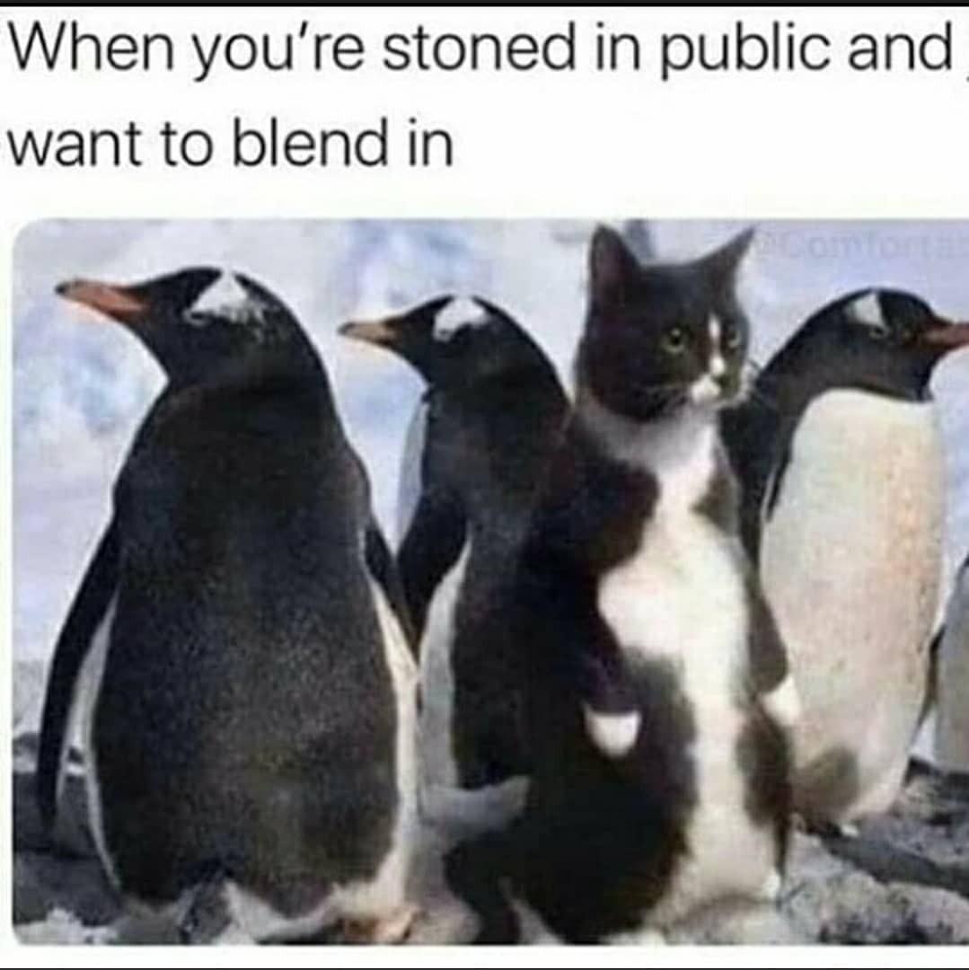When youre stoned in public and want to blend in