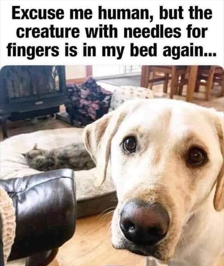 Excuse me human but the creature with needles for fingers is in my bed again 5