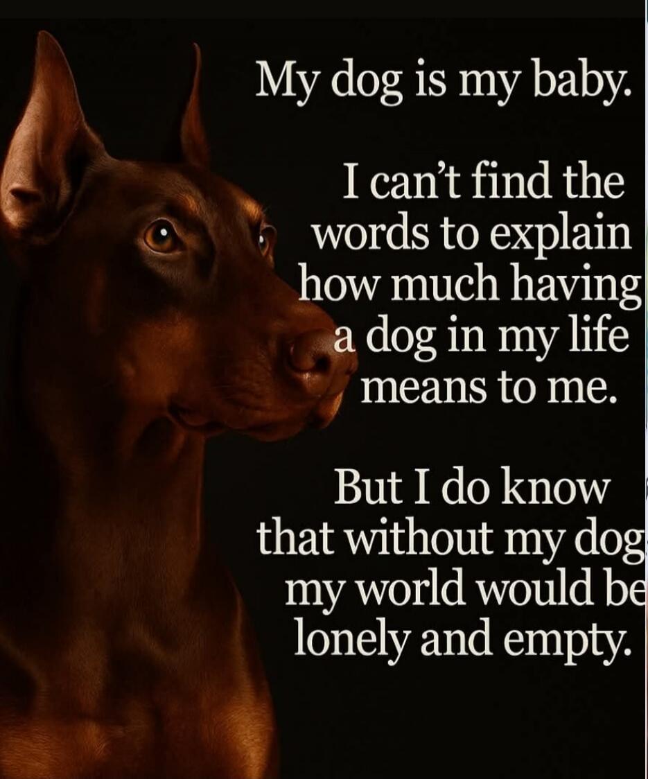 My dog is my baby. I can’t find the words to explain how much having a dog in my life means to me. But I do know that without my dog my world would be lonely and empty.