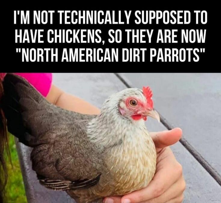 I'M NOT TECHNICALLY SUPPOSED TO HAVE CHICKENS, SO THEY ARE NOW 