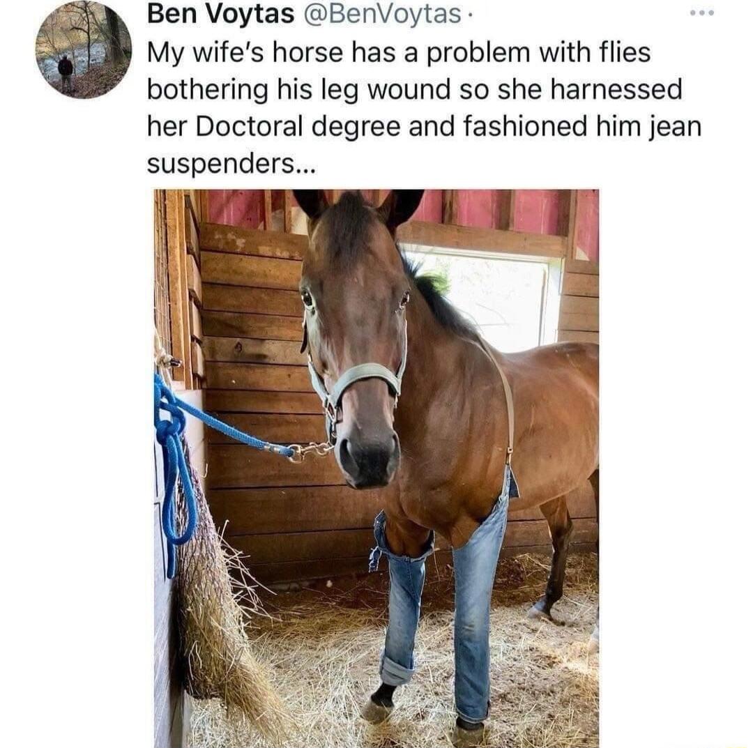 Ben Voytas BenVoytas My wifes horse has a problem with fiies bothering his leg wound so she harnessed her Doctoral degree and fashioned him jean suspenders