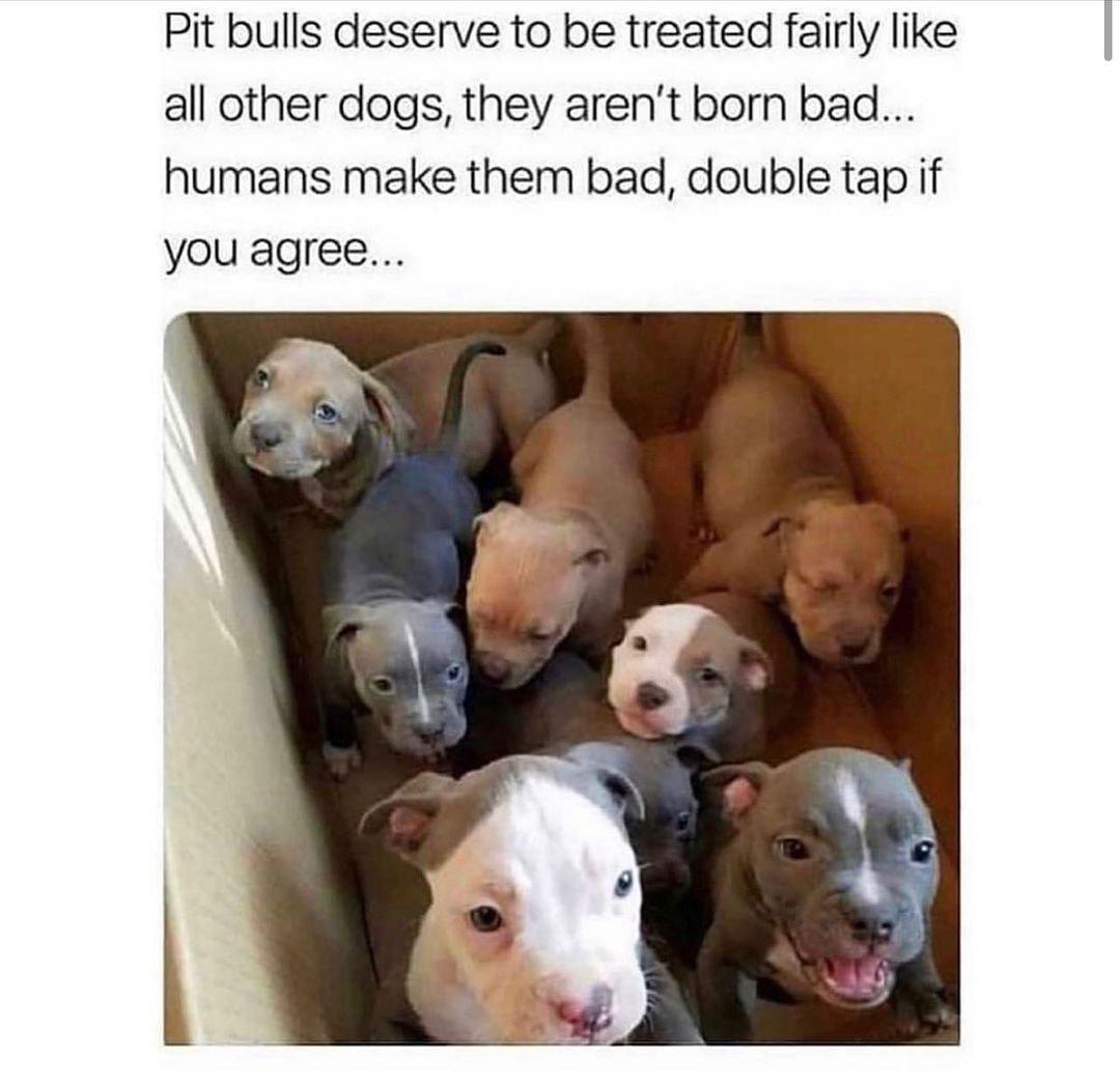 Pit bulls deserve to be treated fairly like all other dogs they arent born bad humans make them bad double tap if you agree