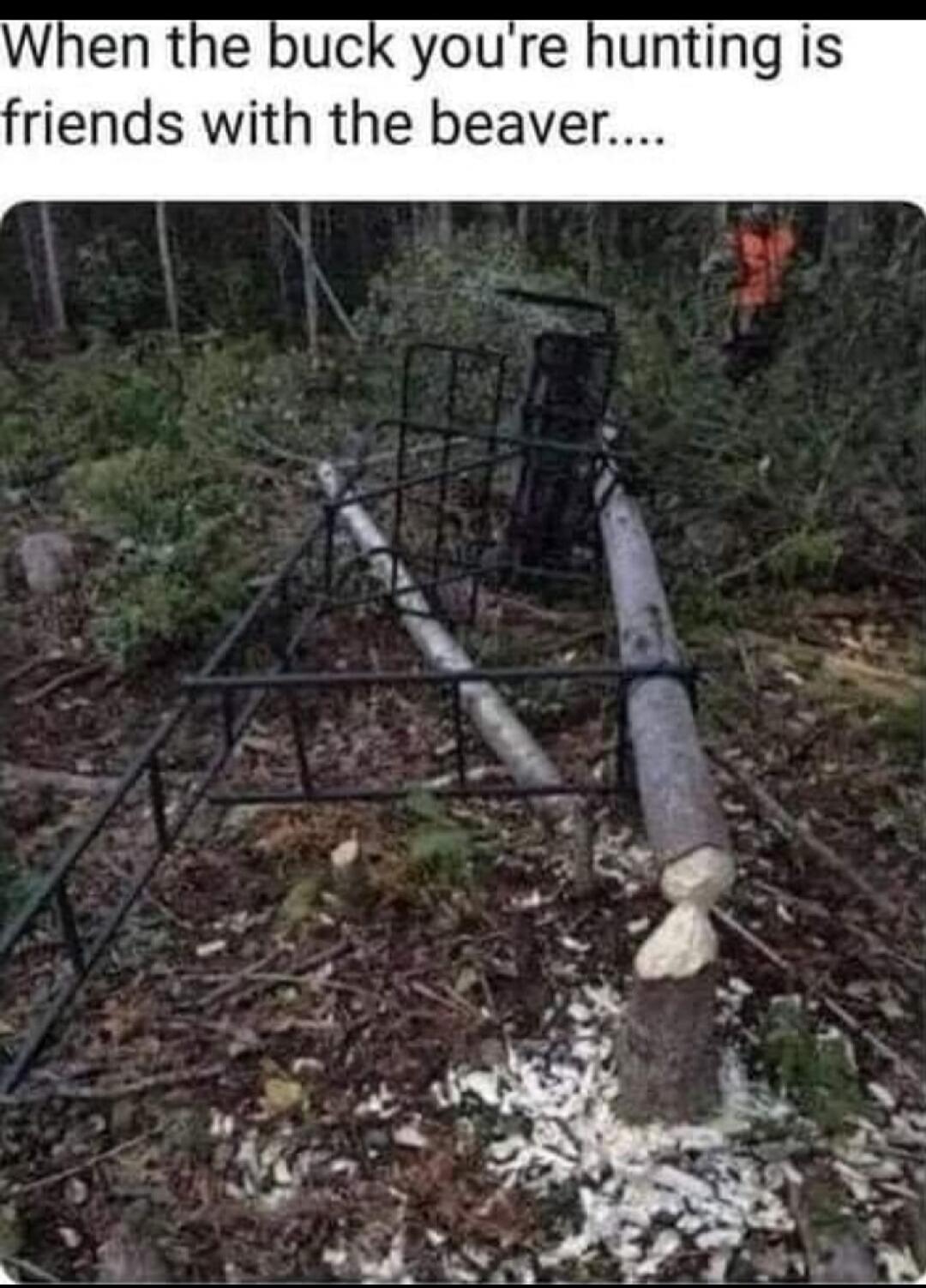 When the buck you're hunting is friends with the beaver....
