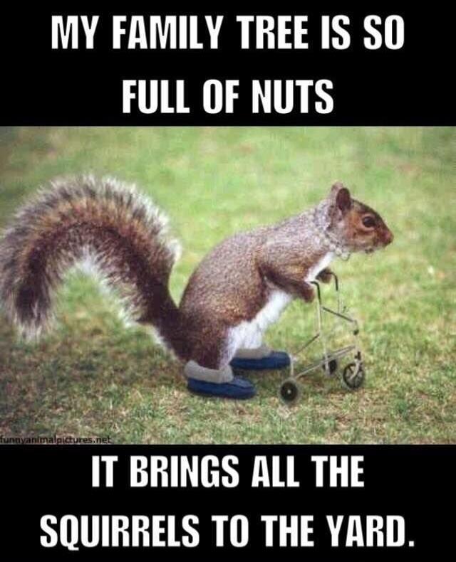 MY FAMILY TREE IS SO FULL OF NUTS IT BRINGS ALL THE SQUIRRELS TO THE YARD.
