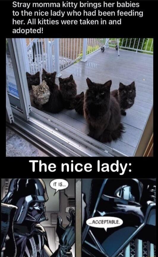 Stray momma kitty brings her babies to the nice lady who had been feeding her All kitties were taken in and LT ICL